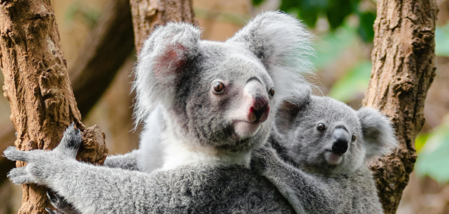 Ecolitic — banner image 5